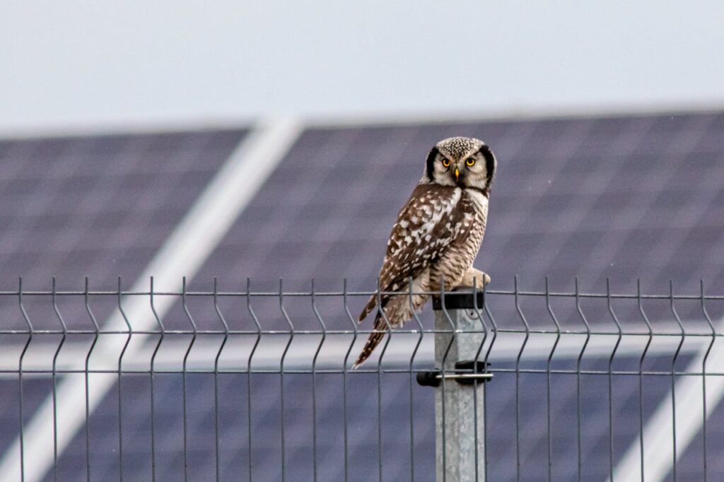 A close-up of an owl perched on a metal fence with solar panels in the background.